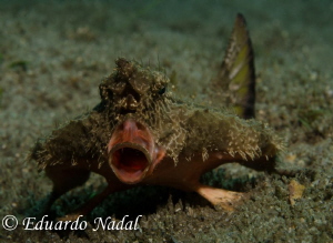 batfish by Eduardo Nadal 